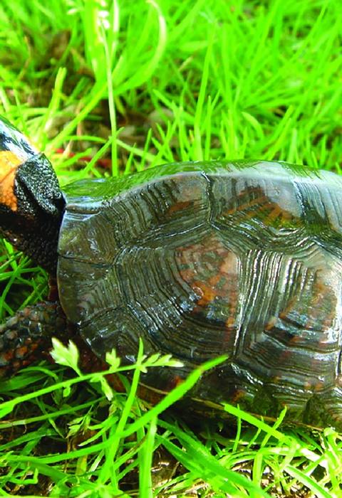 A bog turtle in grass