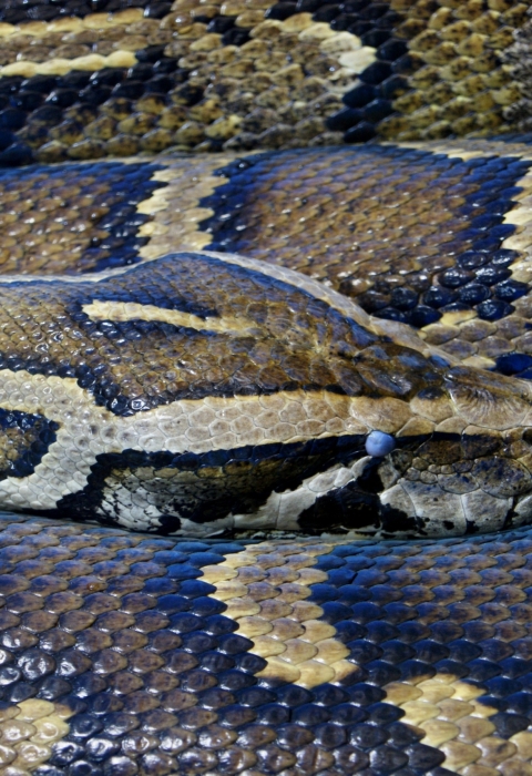 Close-up shot of a Burmese python.
