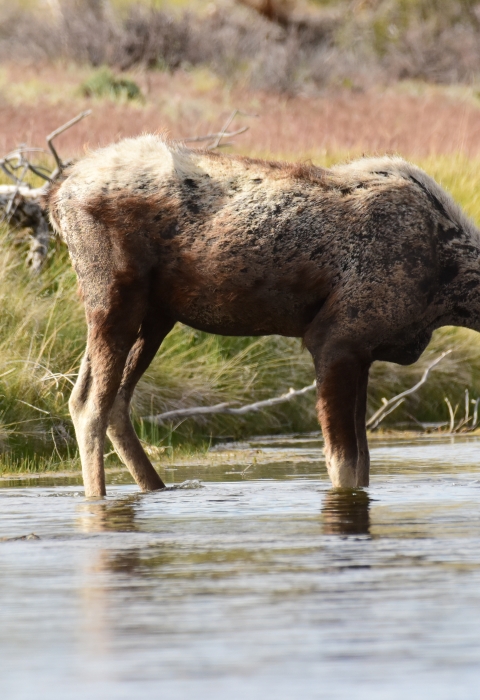 A cow moose leads her still wobbly legged calf to the River for its first drink.