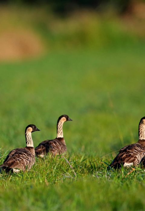 Seven brown birds with black heads and white necks walking in green grass