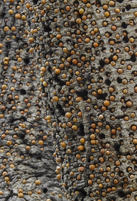 a tree with a bunch of acorns in holes