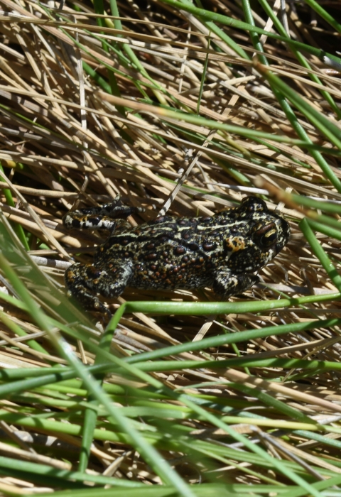Close up of a small spotted brown and black toad on blades of brown and green grass.