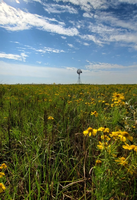 windmill and flowers in the prairie