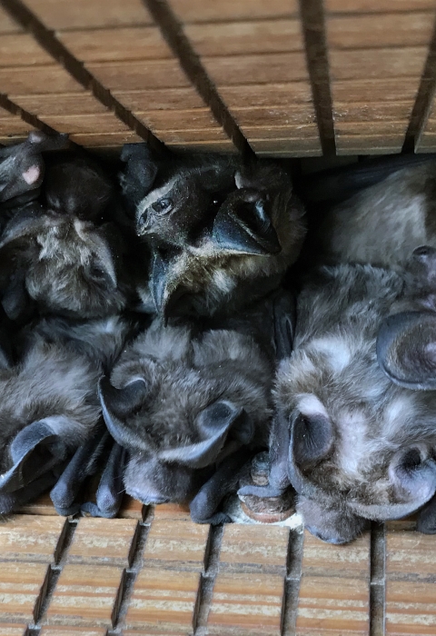 Florida bonneted bats form a row in a bat box.