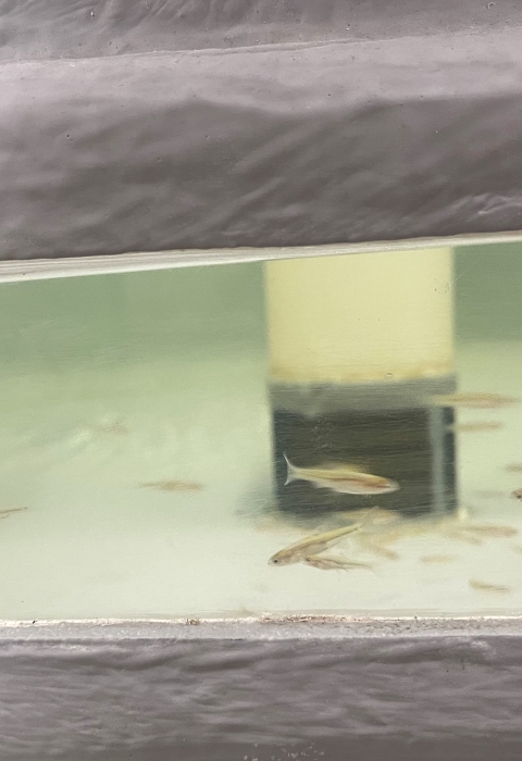 Small fish swimming in tank
