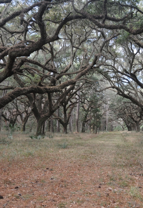 A field of oak trees in winter.
