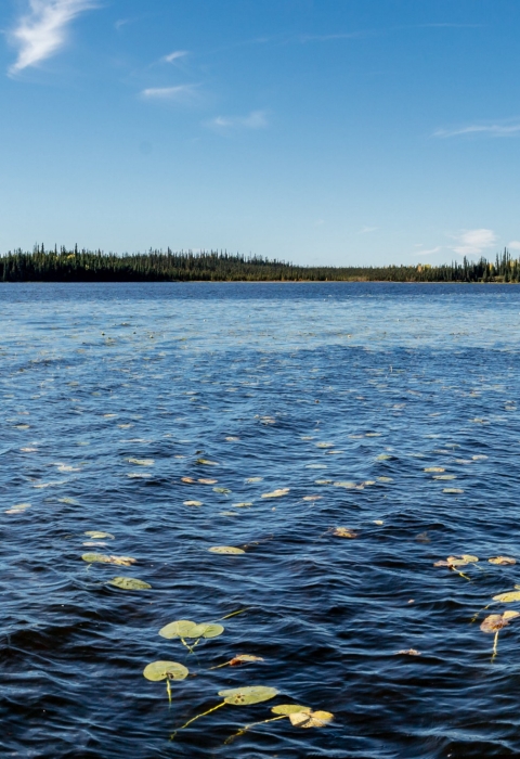 A lake with trees in the background