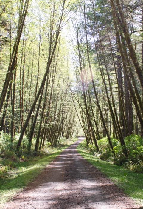 Gravel road leading off into the distance, lined with trees on both sides. In the Elliott State Forest, Oregon.