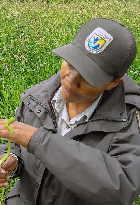 A USFWS biologist handles a small green snake with tall green grass in the background