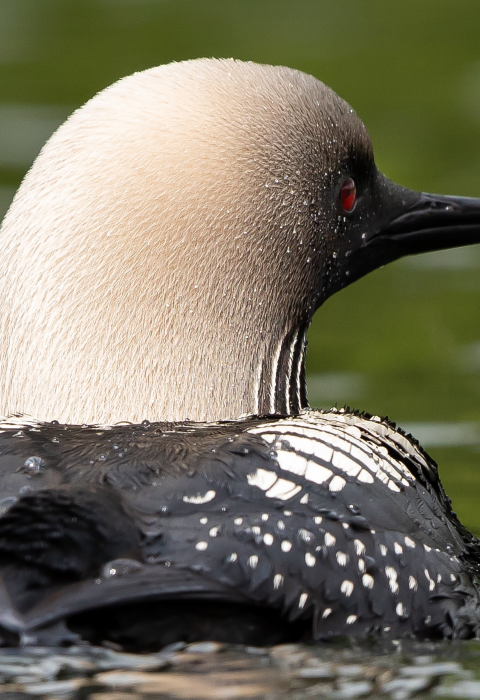 Close up of a Pacific Loon