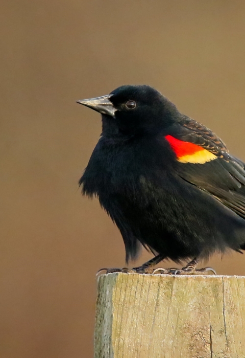 Black bird with red and yellow swatch on wing standing on wooden post