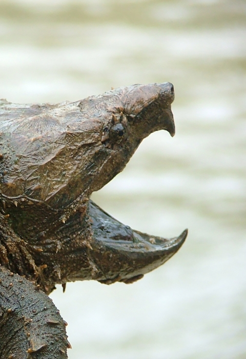 A close-up of a large turtle with rugged carapace and piked beak opened