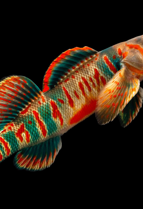 a vibrant fish with oranges, reds, blues, and greens contrasted on a black backdrop