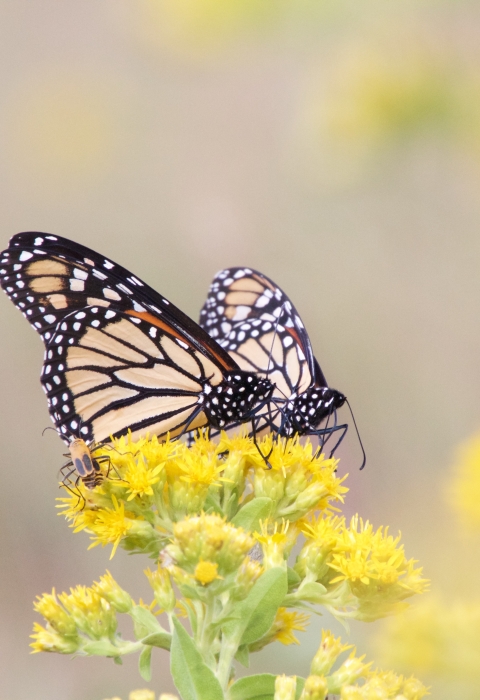 Close-up of two black and orange butterflies on a yellow flower. 