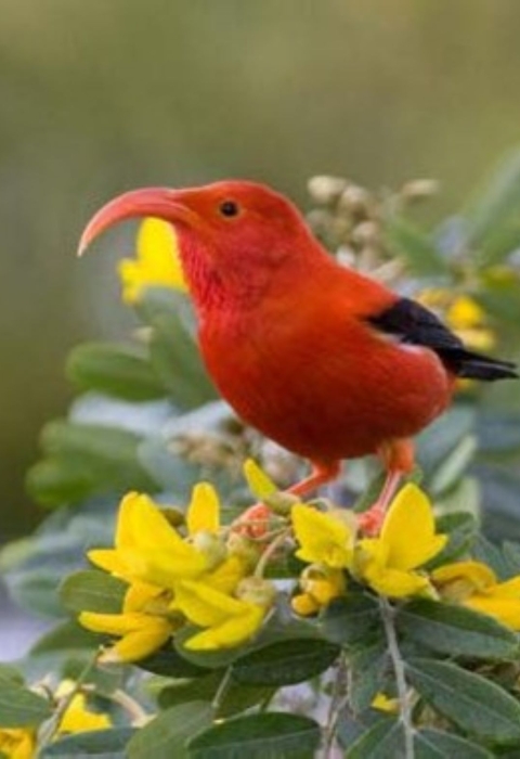 A ʻiʻiwi (scarlett honeycreeper) stands on a flower. It has bright red feathers and a long curved beak. Its wings are black and legs are orange. It stands on bright yellow flowers and is surrounded by green leaves. 