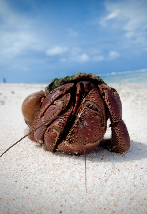 A hermit crab on a beach. It is a deep red surrounded by white sand with the ocean in the back.