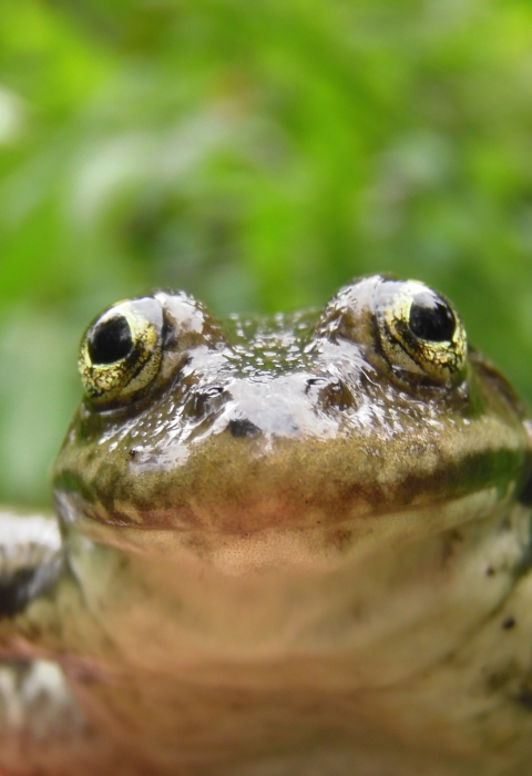 A Columbia spotted frog looking forward into the camera with a green background