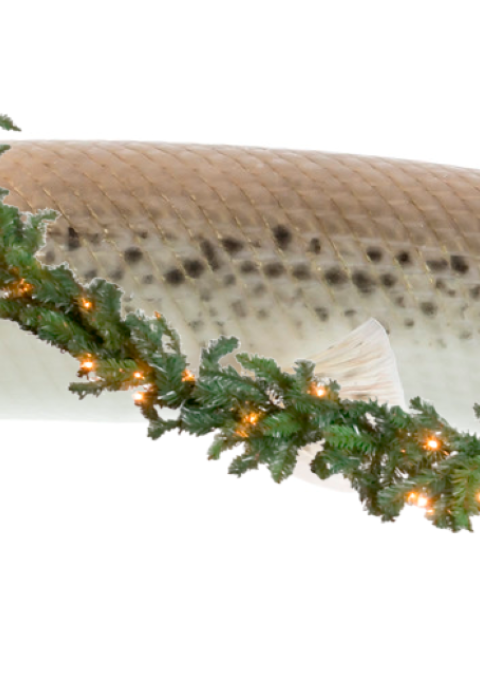 Alligator gar fish is decorated with garland and red hat