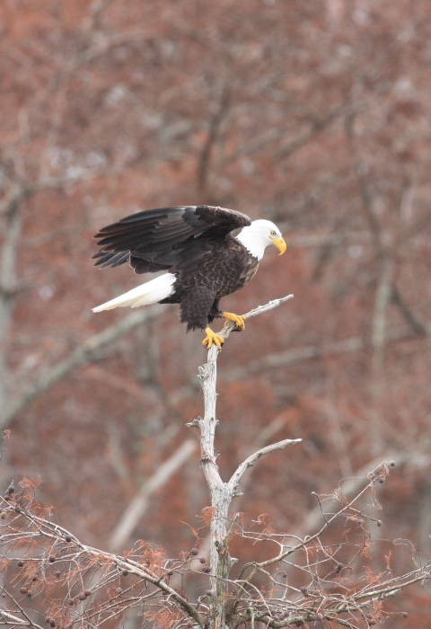 bald eagle at Reelfoot Lake