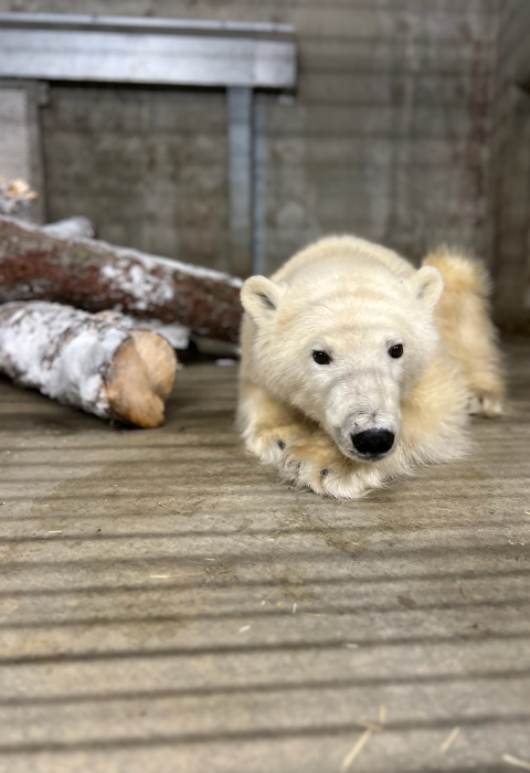 a white bear resting its head on its paws in an enclosure