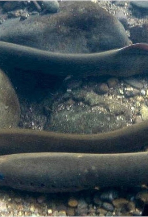 Three long tubular fish swim underwater along rocks and gravel.