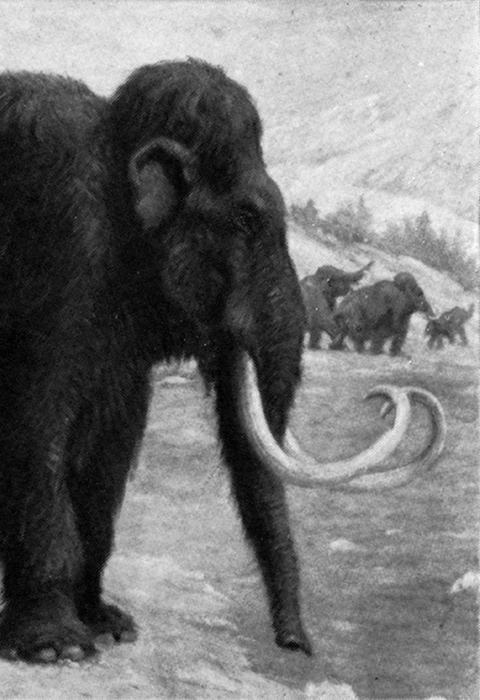 a black and white painting of an ancient wooly mammoth, with thick hide and large curled tusks emerging from it's head. 