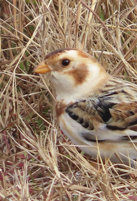 Brown, white and black small bird standing on the ground surrounded by tan grass 