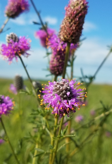Purple Prairie Clover