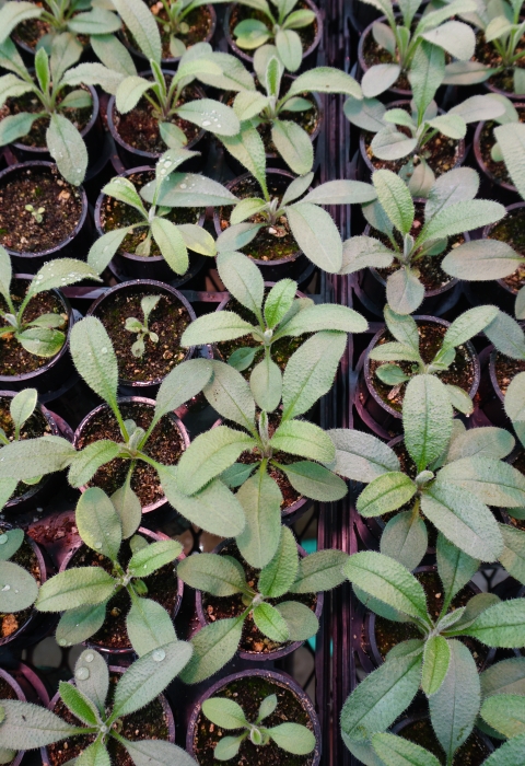 Many pots of small seedlings with green leaves seen from above