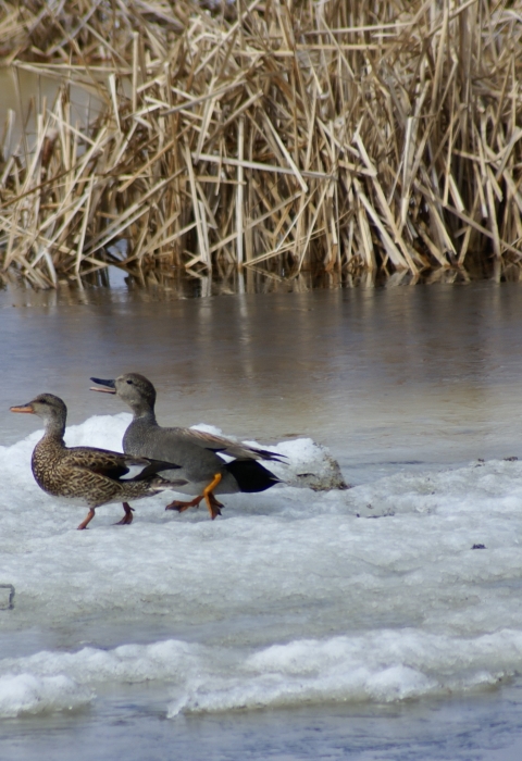 ducks stand on ice