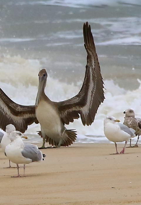 Brown pelican stands on waters edge of sandy beach with wings wide open and the Atlantic Ocean crashing behind, surrounded by other brown pelicans and herring gulls who are also standing on the sand.