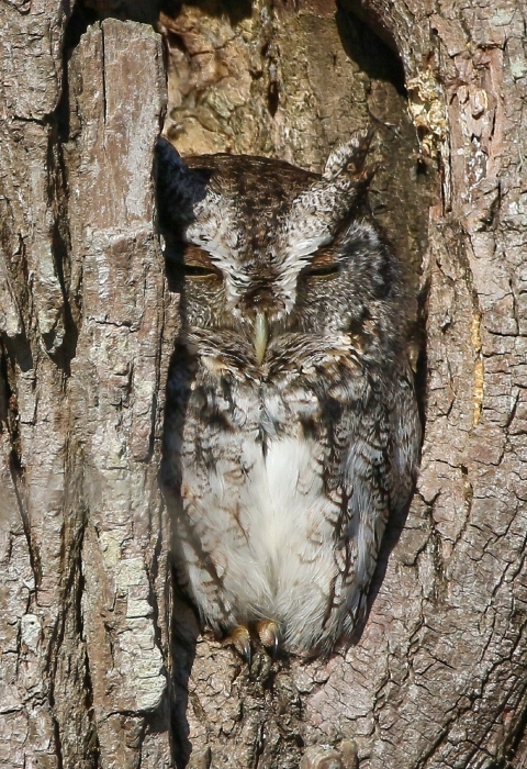 Gray, brown & white well-camouflaged owl squeezed into a tree hollow of similar colors