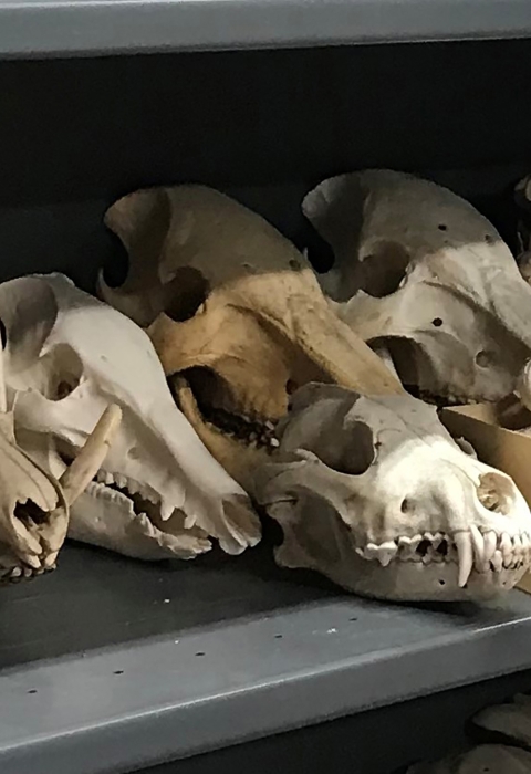 Display of illegally imported animal skulls.