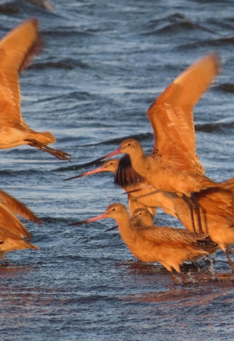 Cinnamon-brown long-billed shorebird in blue water & taking flight