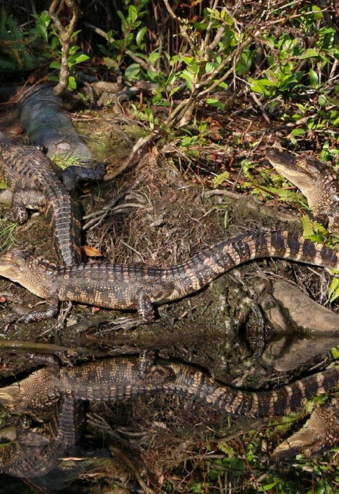 A congregation of young alligators on a heavily vegetated canal bank