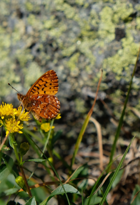 an orange and black butterfly on a yellow flower