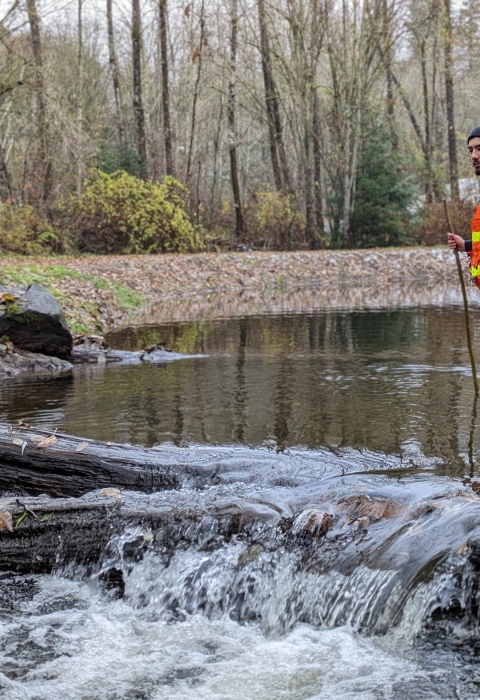 A man in a reflective vest looks around him while standing midstream near some fallen logs
