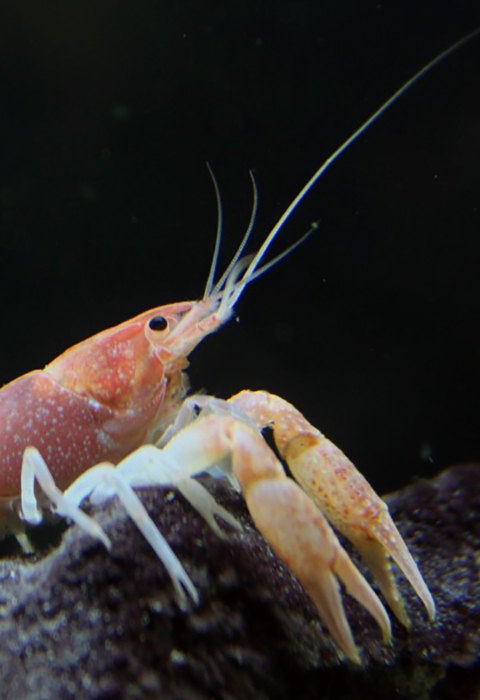 A pale coral-colored Miami cave crawfish rests on a rock under water.