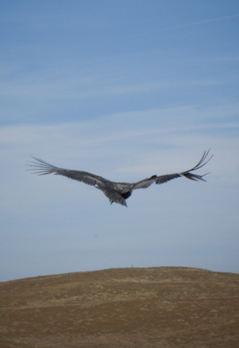 large black bird flying over brown landscape