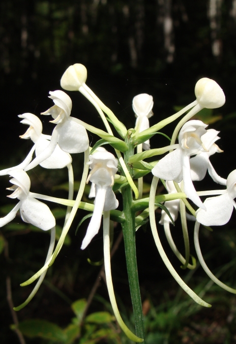 A close up photograph of a White Fringeless Orchid