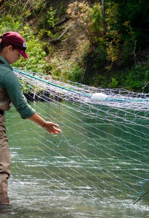 Fisheries intern, Hannah Ferwerda, checking for holes in a tangle net while wading in the Elwha River.