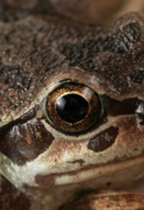 Illinois Chorus Frog close-up head shot