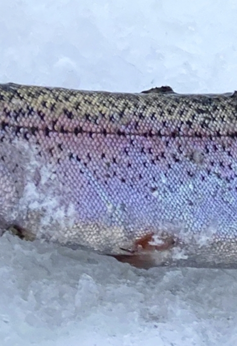 Trout fish, with pinkish color, rests on ice.