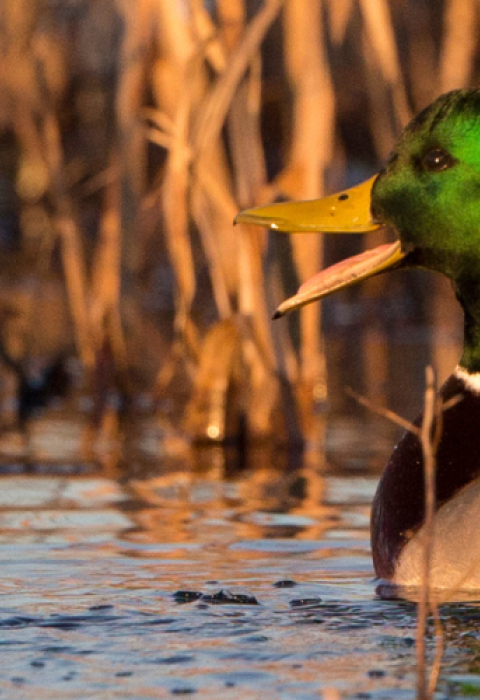 A drake mallard floats along a body of water with his bill open, vocalizing. 