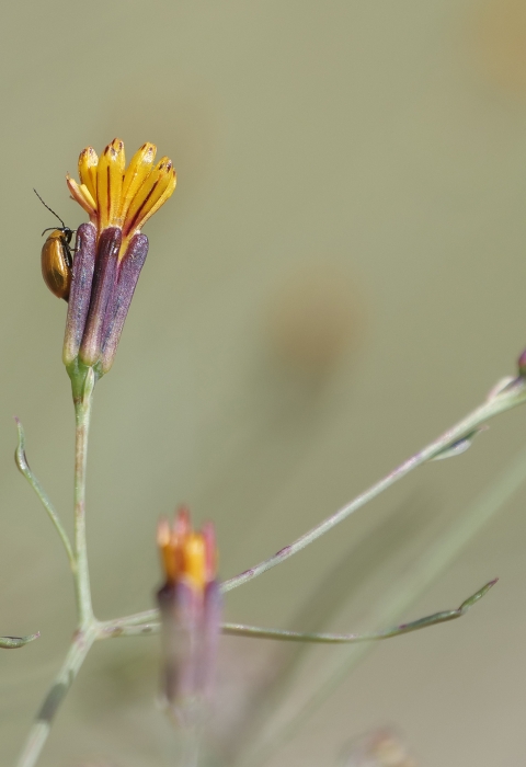 A small orange beetle crawls on the purple bud of a small orange petaled flower. Several buds are in frame; they sit on thin green stalks.