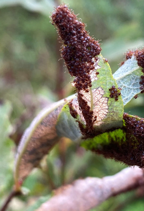Hundreds of winter ticks questing for a host on leaf. 