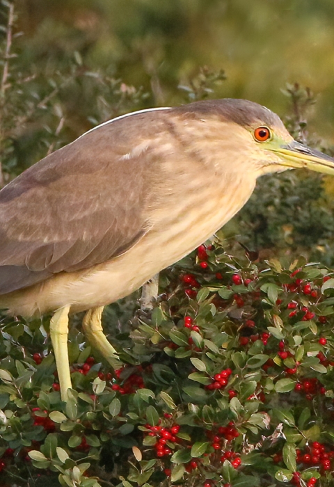 Brown and cream colored bird stands in a bush of red berries