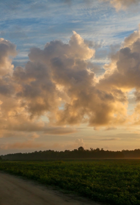 Fluffy white/yellow cumulus clouds over the sunrise-morning refuge tree line