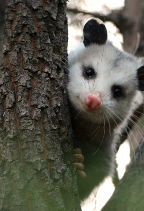 Virginia opossum peeking it's head around the trunk of a tree.