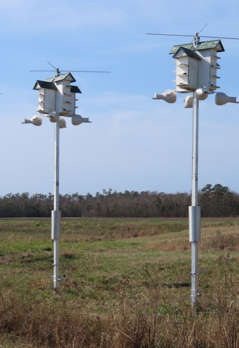 3 sets of white purple martin houses on poles in a green field